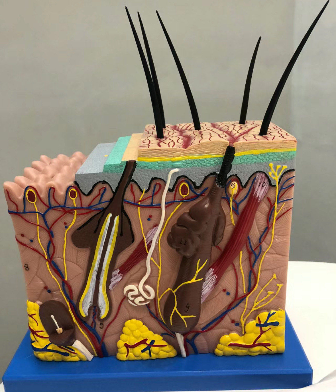 毛发的根部就位于毛囊!