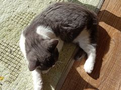 -猫的茶·猫咖