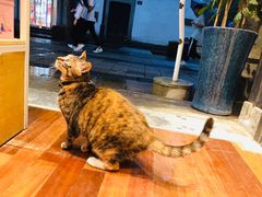 -猫的天空之城概念书店(杭州南宋御街店)