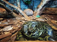 -海南热带野生动植物园