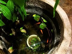 -慢丽江·云南野生菌土鸡锅(付家庄店)