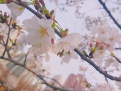 -顾村公园