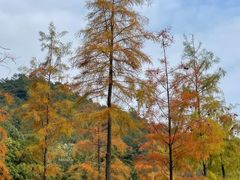 -广州白江湖森林公园