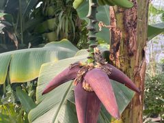 -国家植物园南园