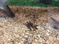 -上海大自然野生昆虫馆(东方明珠·爬宠昆虫探索中心)