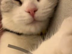 -70cat德文卷毛猫·缅因猫纯种猫舍