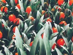 -龙大花卉苗木市场