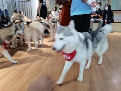 -Husky Go! 哈士奇体验馆·宠物咖啡厅狗咖