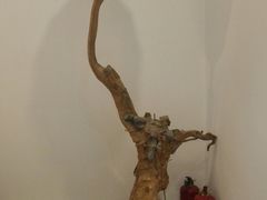 -一本钓鲔鱼屋