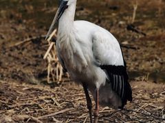 -杭州野生动物世界