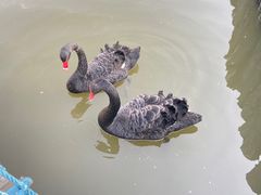 -苏州太湖西山岛开心农场