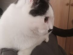 -纳吉亚猫专科动物医院·北北分院