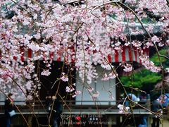 -醍醐寺
