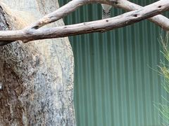 -费瑟代尔野生动物园