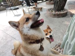 -柴犬高等学院·狗咖·柴犬售卖·宠物训练