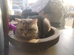 -平行世界·猫咖(首经贸店)