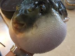 -天正河鲀·河豚亭(大连店)