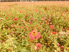 -皇粮浜湿地公园