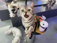 -极木²邸 人与宠物·互动社区