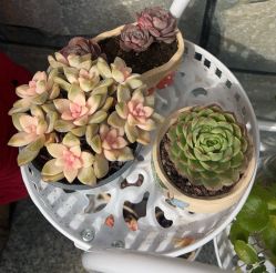 -Lily纤美·科技减脂中心