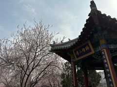 -桃花堤公园
