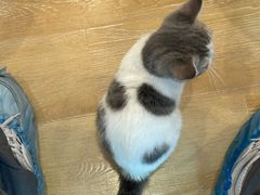 -猫咪派对(江南西店)
