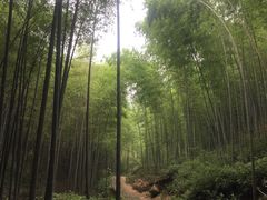 -午潮山国家森林公园