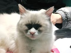 -喵喵咪呀布偶猫咖(春熙路店)