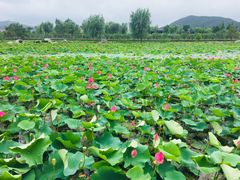 -羊亭河湿地公园