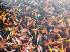 -大门水乡·顺德菜