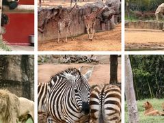 -杭州野生动物世界