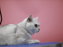 -瑞鹏宠物医院犬猫全科(真大分院)