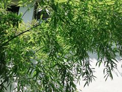 -湖光月色临湖音乐餐厅(台儿庄古城店)