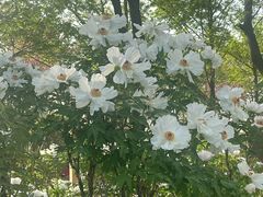-洛阳市隋唐城遗址植物园