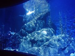 -暹罗海洋世界