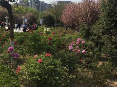 -西安青龙寺遗址景区