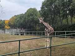 -合肥野生动物园