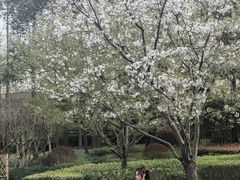 -徐家汇源景区-衡山公园