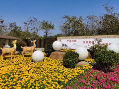 -天适樱花悠乐园