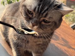 -豆逗聊愈猫阁Easy Life