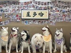 -星多哈·狗咖·拼豆·咖啡