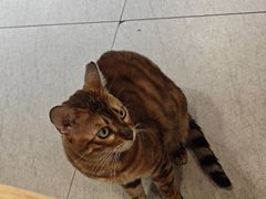 -阿勇鲁肉饭(龙茗路店)