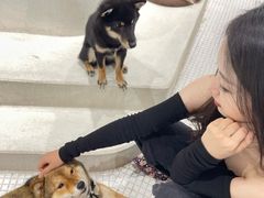 -柴务处·柴犬主题狗咖