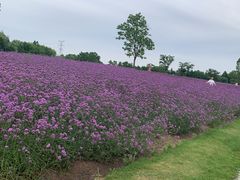 -同里国家湿地公园