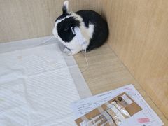 -北京观赏动物医院·24小时大型综合·猫专科·异宠专科