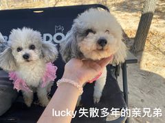 -爪吧宠物乐园·宠物泳池(温榆河示范区店)