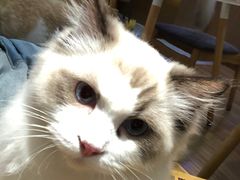 -滚猫咖啡·猫咖·猫友好撸猫(未来城店)