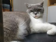 -猫咪博物馆(顶澳仔猫街店)