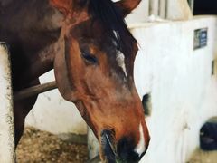 -松声马术俱乐部