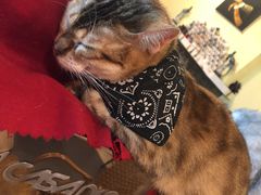 -猫色咖啡·猫咖